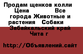 Продам щенков колли › Цена ­ 15 000 - Все города Животные и растения » Собаки   . Забайкальский край,Чита г.